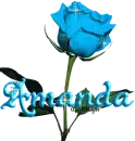 baby blue rose amanda