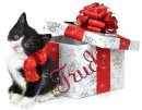 cute cat Trudi