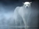 white wolf/mist