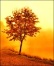 orange tree