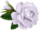 A Rose