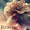 sweet flower