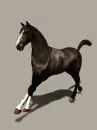 galloping horse
