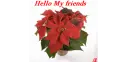hello my friends