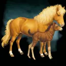 horses