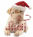 cute dog Judi