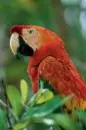 scarlet macaws