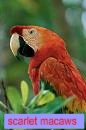 a scarlet macaw