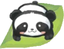 cute panda