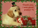 chrismtas puppy