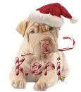 cute dog Keri