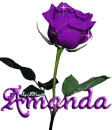 purple rose amanda