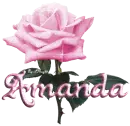 pink rose amanda