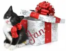 cute cate JANE