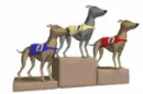 racing greyhounds