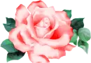 Rose&Tears