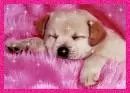Cutie Puppy