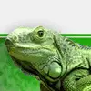 blinking iguana avatar