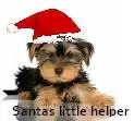 santa doggy