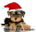 santa's little helper