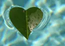 heart leaf