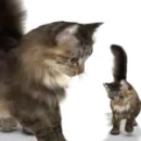 foopets!