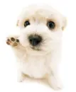wuff