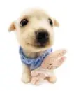 puppy