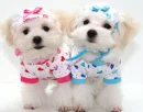 cute dog