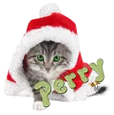 adorable cat perry