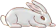 albino bunny rabbit