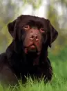Dog.