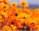 Flowers!