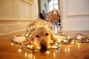 xmas
