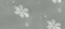snowflakes