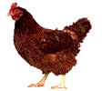 chicken