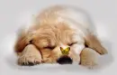 puupy with butterfly