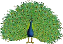 peacock