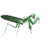 praying mantis