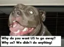 Save the pitbulls