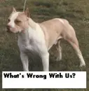 pitbulls