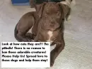 pitbulls