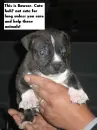 pitbulls