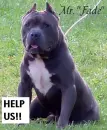 pitbulls