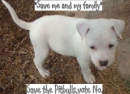 pitbulls