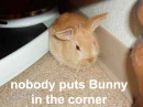CUTE bunny