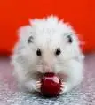 cute hamster
