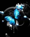 blue butterfly