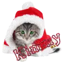 cute santa cat Kimmy