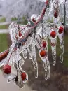 icicle berries